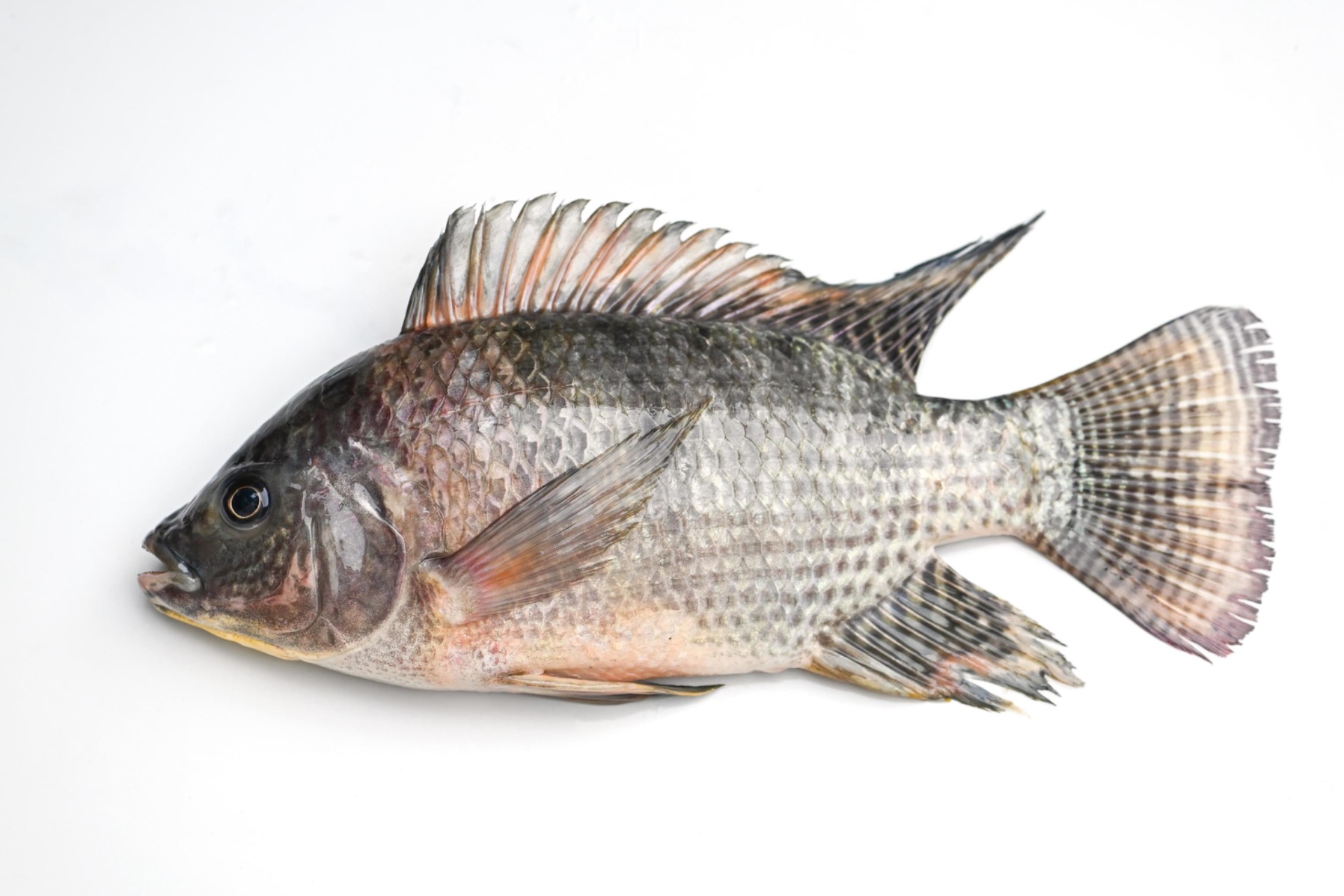 Un pesce brasiliano aiuta gli ustionati gravi